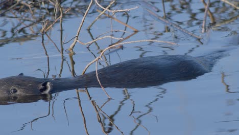 Wild-beaver-swimming-in-lake-and-making-splashes