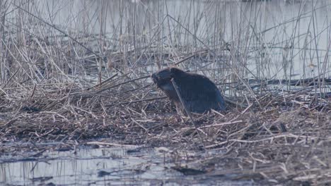 Beaver-sitting-on-reeds-and-eating-in-early-spring-morning-light