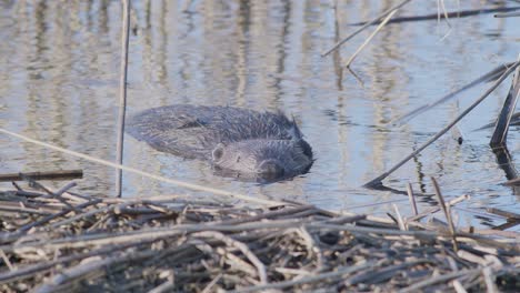 Wild-beaver-swimming-in-lake-and-making-splashes