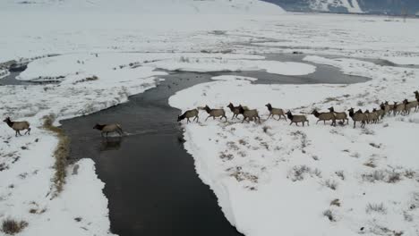 A-low-flying-4K-drone-shot-of-a-massive-herd-of-Elk,-running-and-crossing-a-river-together-as-a-group-over-the-plains-of-Grand-Teton-National-Park,-just-north-of-Jackson,-Wyoming