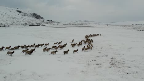 A-low-flying-4K-drone-shot-of-a-massive-herd-of-Elk,-running-together-as-a-group-over-the-plains-of-Grand-Teton-National-Park,-just-north-of-Jackson,-Wyoming