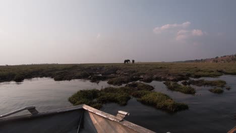 Captivating-video:-two-elephants-in-their-natural-habitat-in-Africa,-recorded-from-a-stationary-boat,-gently-drifting-along-the-river,-offering-a-unique-perspective-on-these-majestic-creatures