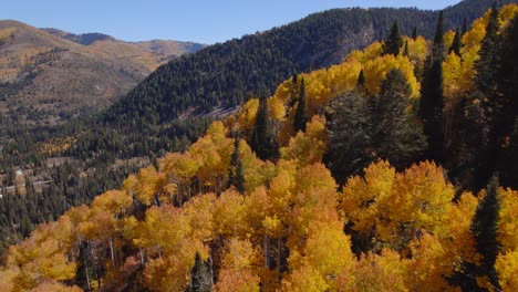 An-aerial-shot-along-the-treetops-of-yellow-aspens-that-reveals-a-valley-surrounded-by-snowcapped-mountains