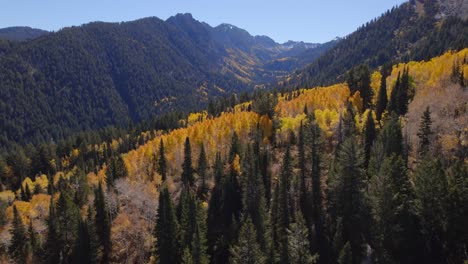Eine-Luftaufnahme-Entlang-Der-Baumwipfel-Eines-Tals,-Umgeben-Von-Schneebedeckten-Bergen-Und-Gelben-Espen-Im-Herbst-In-Utah