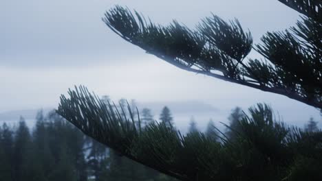 Pine-tree-conifer-leaf-move-by-wind-cloudy-day-blurred-background,-close-up