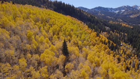 A-sweeping-pan-along-the-treetops-of-yellow-aspens-to-reveal-a-snowcapped-mountain-range-in-Utah-during-the-autumn-time-of-year