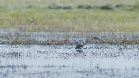 Northern-lapwing-in-wetlands-flooded-meadow-in-water-during-spring-migration