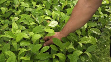 Person-Picking-a-Yerba-Mate-Plant-from-a-Seed-Tray-with-Roots-and-Soil