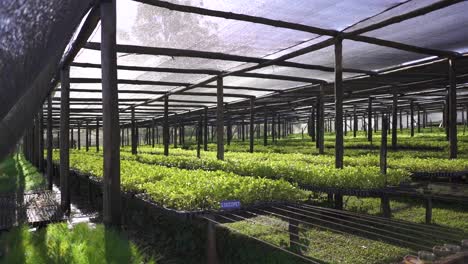 Interior-of-a-Greenhouse-Filled-with-Rows-of-Yerba-Mate-Seed-Trays-at-the-Sunlight