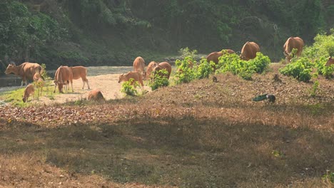 Herd-busy-feeding-on-young-grass-growing-at-a-drying-creek-while-a-Peafowl-is-also-busy-foraging-going-out-to-the-right,-Tembadau-or-Banteng-Bos-javanicus,-Thailand