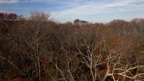 An-aerial-view-of-dry-tree-branches-by-Kings-Park-Bluff-on-Long-Island,-New-York-on-a-sunny-day-with-blue-skies-and-white-clouds