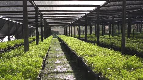Greenhouse-Environment-with-Watered-Yerba-Mate-Seed-Trays-Rows-in-a-Sunny-Day