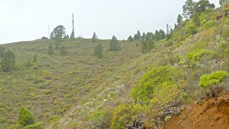 Green,-diverse-vegetation-growing-in-Guimar-valley-Tenerife,-pan-left