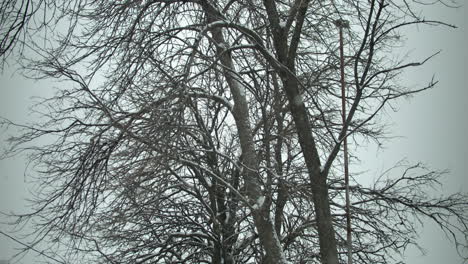 Snowflakes-fall-in-cinematic-slow-motion-on-a-tree-during-winter-snow-storm