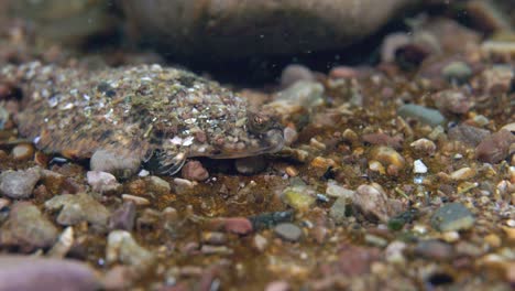 American-plaice-hiding-on-the-gravel-with-some-rocks