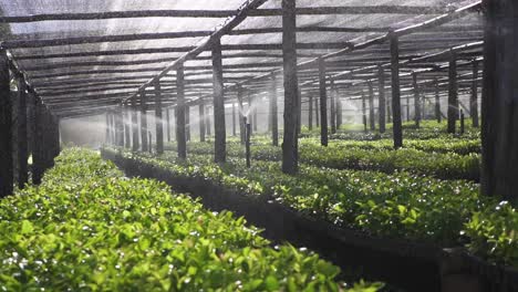 Irrigation-System-of-a-Greenhouse-Watering-the-Yerba-Mate-in-Slowmotion-at-Daylight