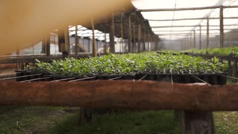 Greenhouse-Irrigation-System-Spraying-Water-on-the-Yerba-Mate-Cultivation
