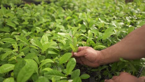 Man-Hand-Planting-Native-South-America-Yerba-Mate-in-a-Greenhouse