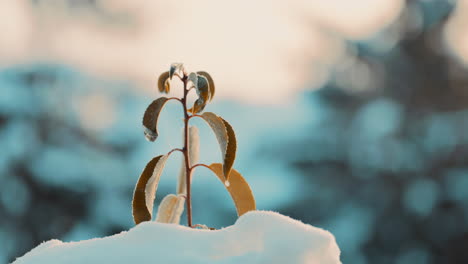 Cinematic-shot-of-a-frozen-leaved-Plant-covered-in-snow-during-a-cold-golden-hour-sunrise-with-beautiful-morning-orange-sky