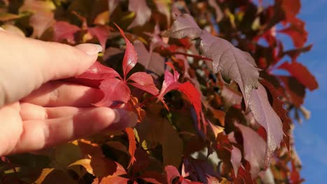 Hand-touching-red-autumn-leaves-on-sunny-day,-season-changing