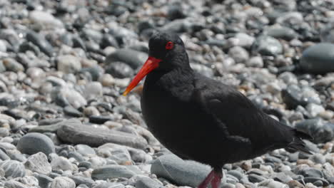 Closeup-Of-Black-Variable-Oystercatcher-Pooped-In-The-Stones-In-Okarito,-New-Zealand