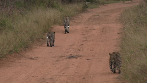 A-leopard-walks-with-her-cubs-on-a-dirt-road-of-an-African-game-reserve