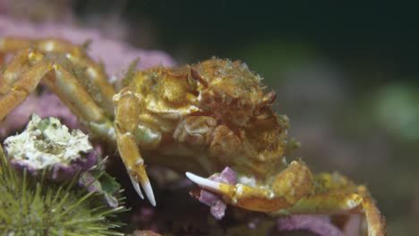small-decorator-crab-close-up-in-60-fps-in-4K-slow-motion
