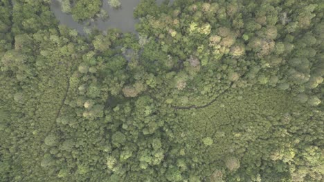 Drohnenansicht-Von-Oben-Nach-Unten,-Grünes-Wasser,-Tropischer-Nasser-Sumpf