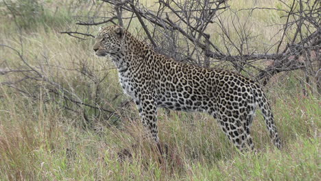 Ein-Leopard,-Der-Aufrecht-Steht,-Um-Beute-In-Der-Ferne-Zu-Beobachten