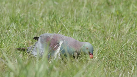 Kereru-Wood-Pigeon-Pecking-Food-On-The-Grassy-Ground