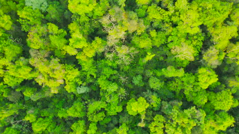 Drohnenaufnahmen-Des-Grünen-Dschungels-In-Südamerika