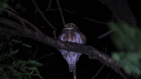 Blick-Nach-Links-Und-Dann-Nach-Vorne,-Gefangen-Unter-Dem-Baum-Während-Einer-Windigen-Nacht-In-Einem-Wald,-Asiatischer-Streifenkauz-Glaucidium-Cuculoides,-Thailand