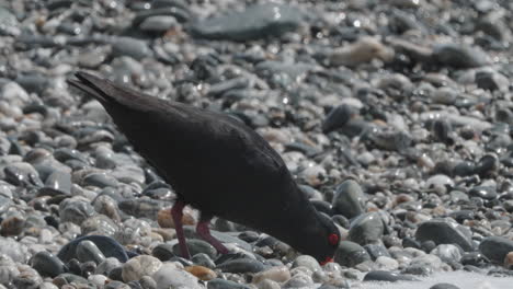 Variable-Oystercatcher-Feeding-On-The-Rocky-Shore-Of-Beach-With-Waves-In-Okarito,-New-Zealand