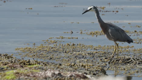 White-faced-Heron-Walking-In-The-Shallow-Water-With-Aquatic-Plants-In-Kaikoura,-South-Island,-New-Zealand
