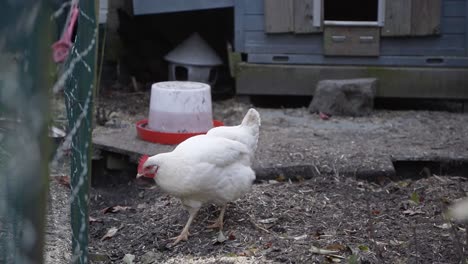 White-hen-walking-around-the-garden-fence,-in-front-of-the-chicken-house