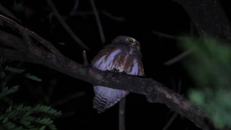 Filmed-while-looking-back-to-its-left-then-turns-around-to-look-forward-revealing-its-lovely-eyes,-Asian-Barred-Owlet-Glaucidium-cuculoides,-Thailand