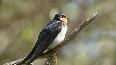 Nahaufnahme-Eines-Willkommenen-Schwalbenvogels,-Der-Auf-Dem-Stamm-Auf-Der-Südinsel-Neuseelands-Thront