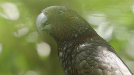 New-Zealand-Kaka-Parrot-On-Tree-In-The-Forest-In-Wellington,-New-Zealand