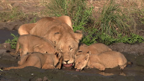 A-lioness-and-her-cubs-drink-together-from-a-water-hole-in-the-African-savannah