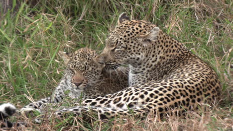 A-leopardess-is-grooming-her-cub-in-the-savannah-grass
