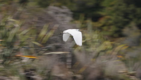 Garza-Blanca-Volando-Sobre-La-Laguna-De-Okarito-En-Nueva-Zelanda