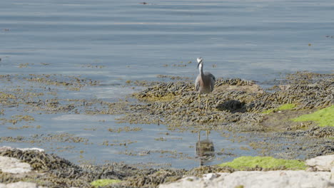 White-faced-Heron-Looking-For-Food-In-The-Water-In-Kaikoura,-New-Zealand