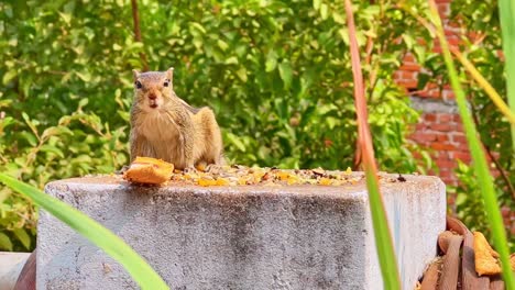 Erwachsener-Neugieriger-Streifenhörnchen,-Der-Essen-Isst