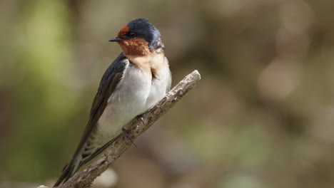 Welcome-Swallow-Looking-Around-Its-Habitat-With-Blurred-Background
