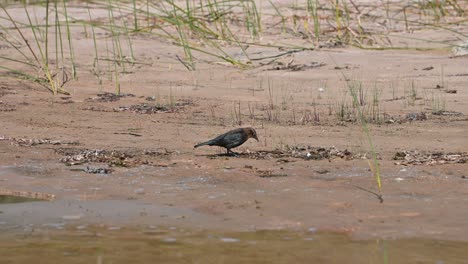 Small-bird-picking-at-washed-up-beach-debris-on-sand-beach,-Lake-Huron,-Michigan
