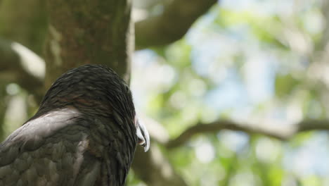 Nahaufnahme-Eines-Neuseeländischen-Kaka-Papageis,-Der-Auf-Einem-Baum-Im-Wald-Thront