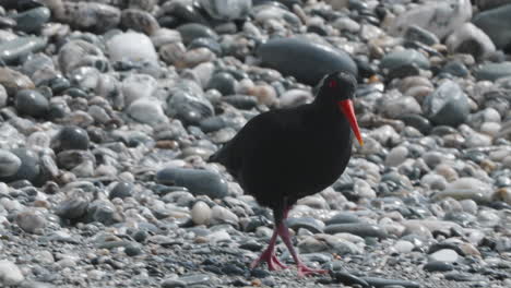 Variable-Oystercatcher-Walking-On-The-Beach-With-Pebbles-In-Okarito,-New-Zealand