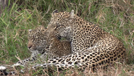 Eine-Leopardin-Liegt-Im-Savannengras-Und-Pflegt-Ihr-Junges