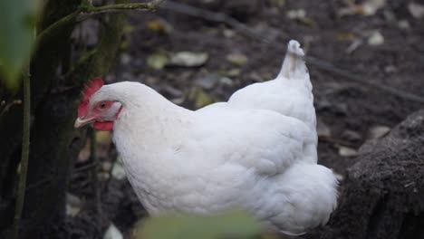 Beautiful-white-hen-in-the-garden,-concept-of-agriculture-and-domestic-animals,-chicken-close-up