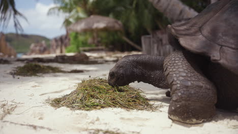 Eine-Wilde-Schildkröte,-Die-In-Ihrem-Natürlichen-Lebensraum-Auf-Einer-Tropischen-Insel-An-Einem-Weißen-Strand-Frisst
